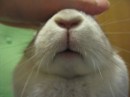 まよねぃず